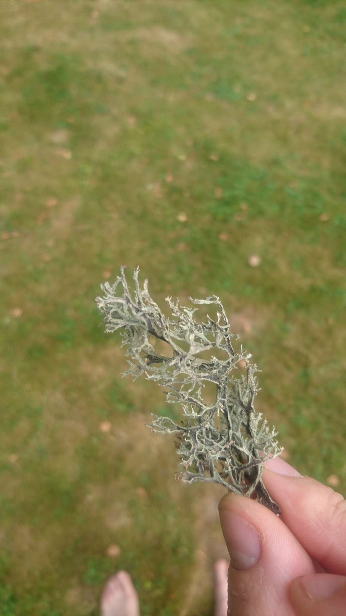 Image of light and dark lichen