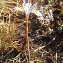 Image of Moraea thomsonii Baker