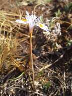 Image of Moraea thomsonii Baker