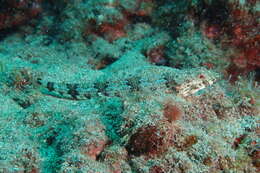 Image of Diamond Lizardfish