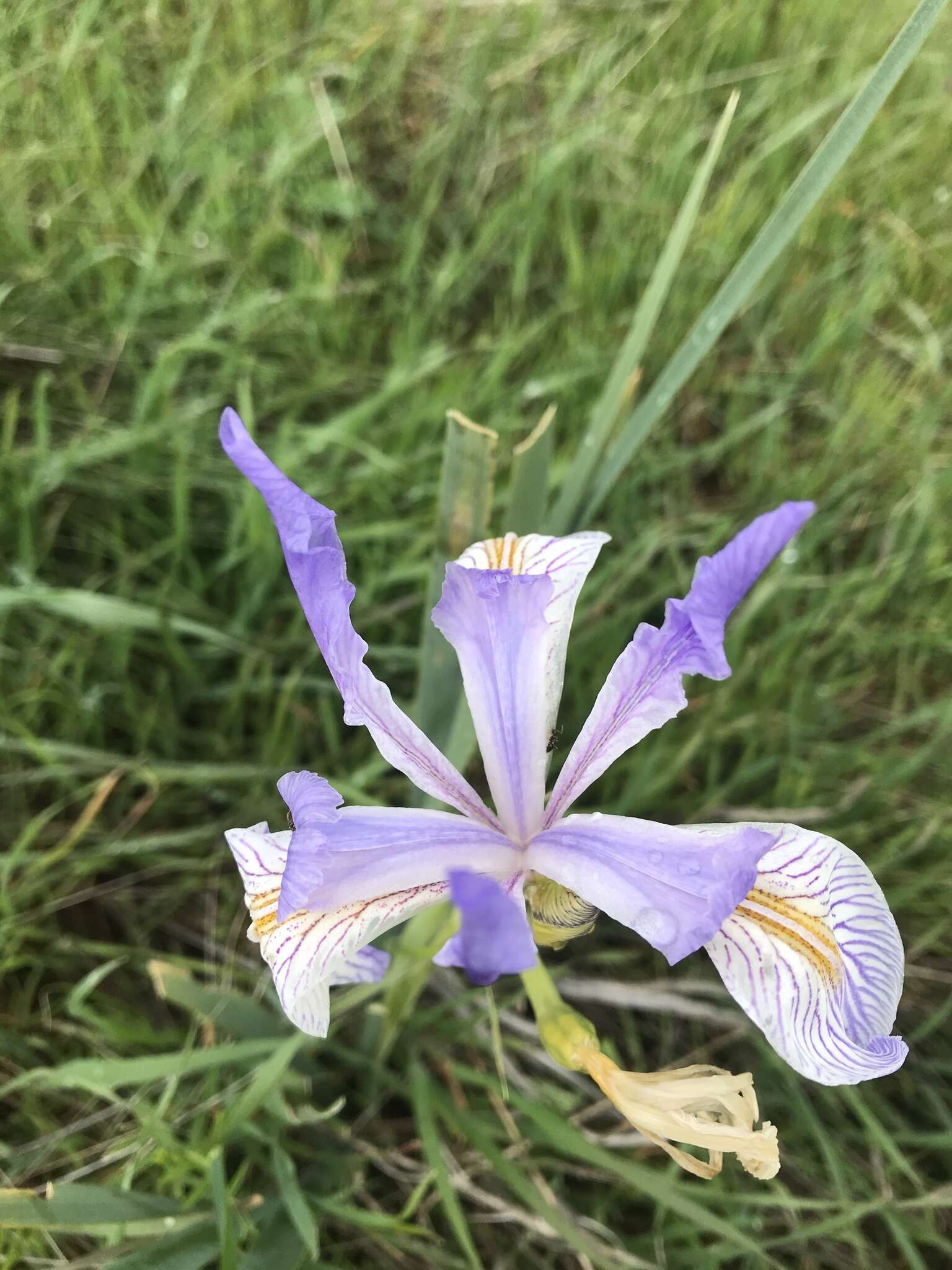 Image of Coast Iris