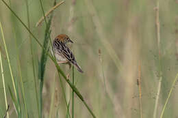 Image of Stout Cisticola