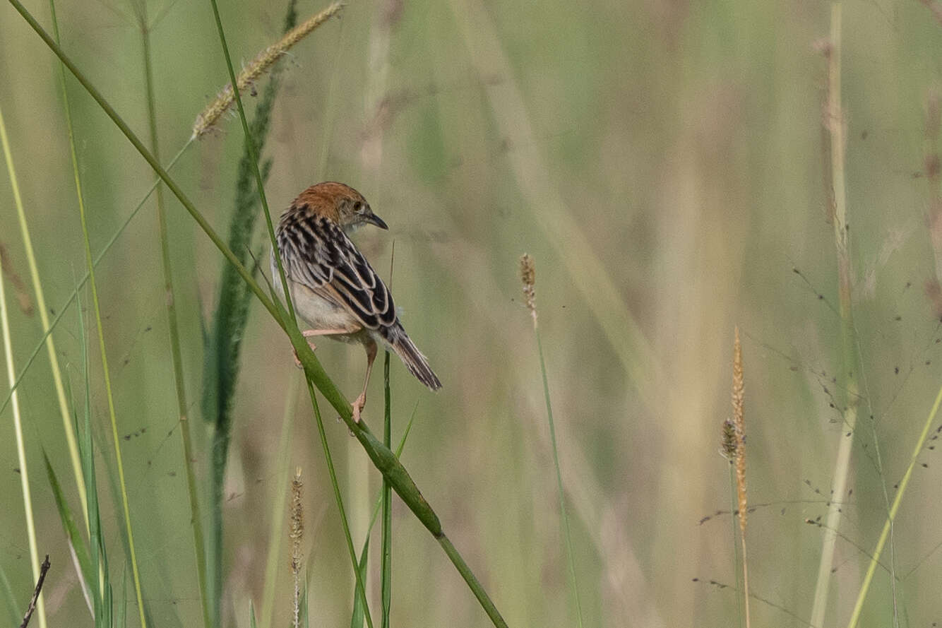 Image of Stout Cisticola