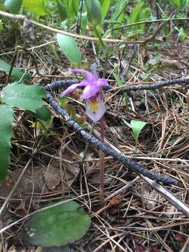 Image of fairy slipper