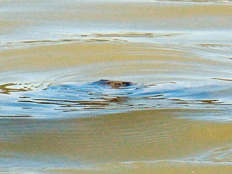 Image of Euphrates Softshell Turtle