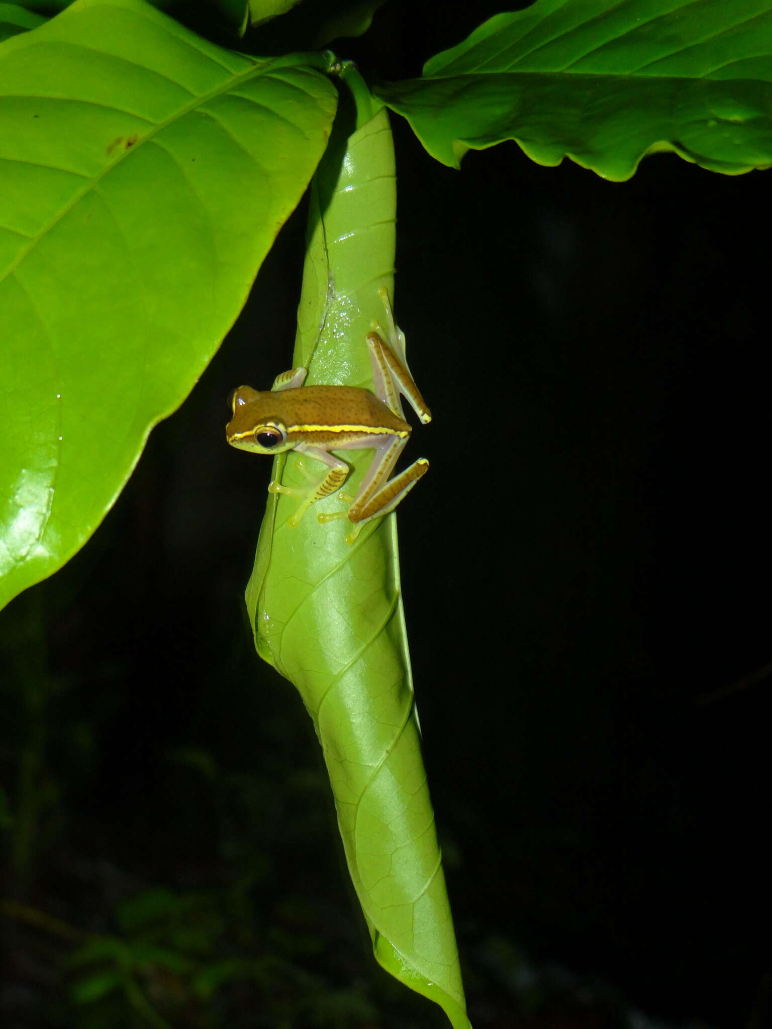 Image of Boulenger's Tree Frog