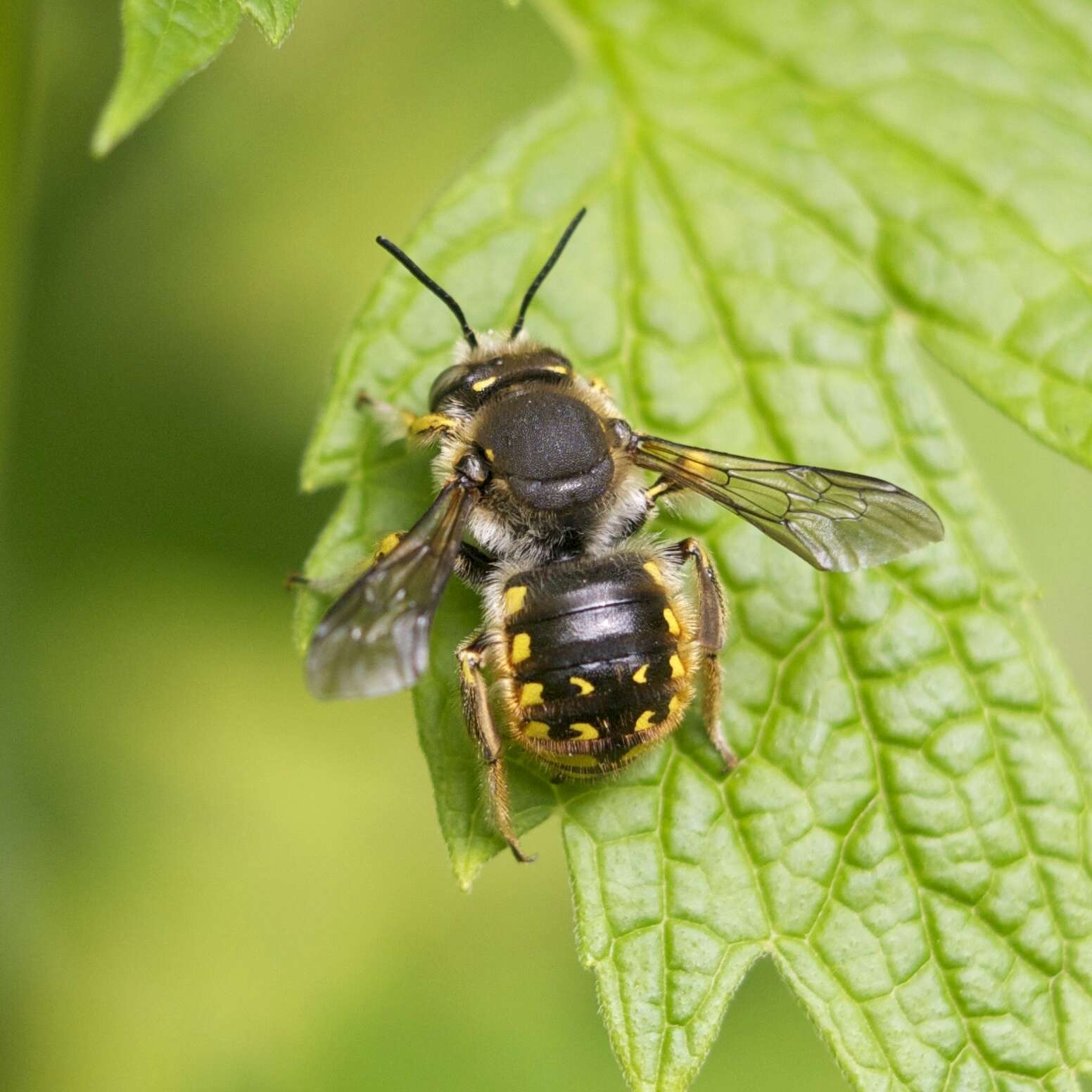 صورة Anthidium manicatum (Linnaeus 1758)