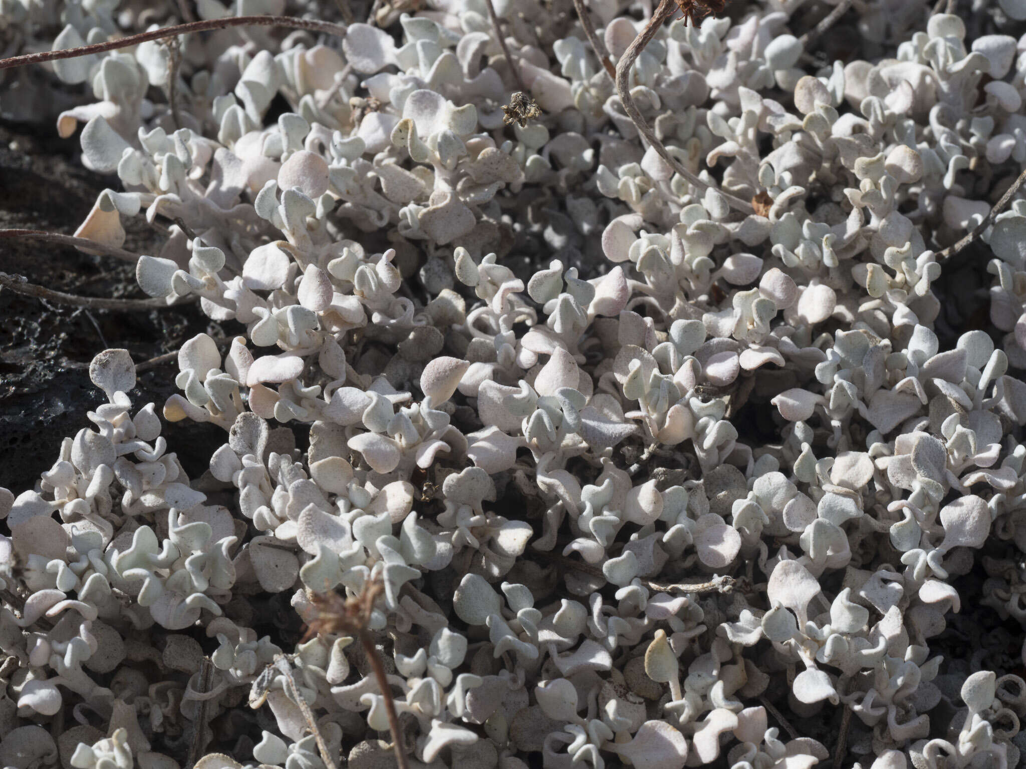 Image of Craters of the Moon cushion buckwheat