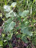 Image of stinging phacelia