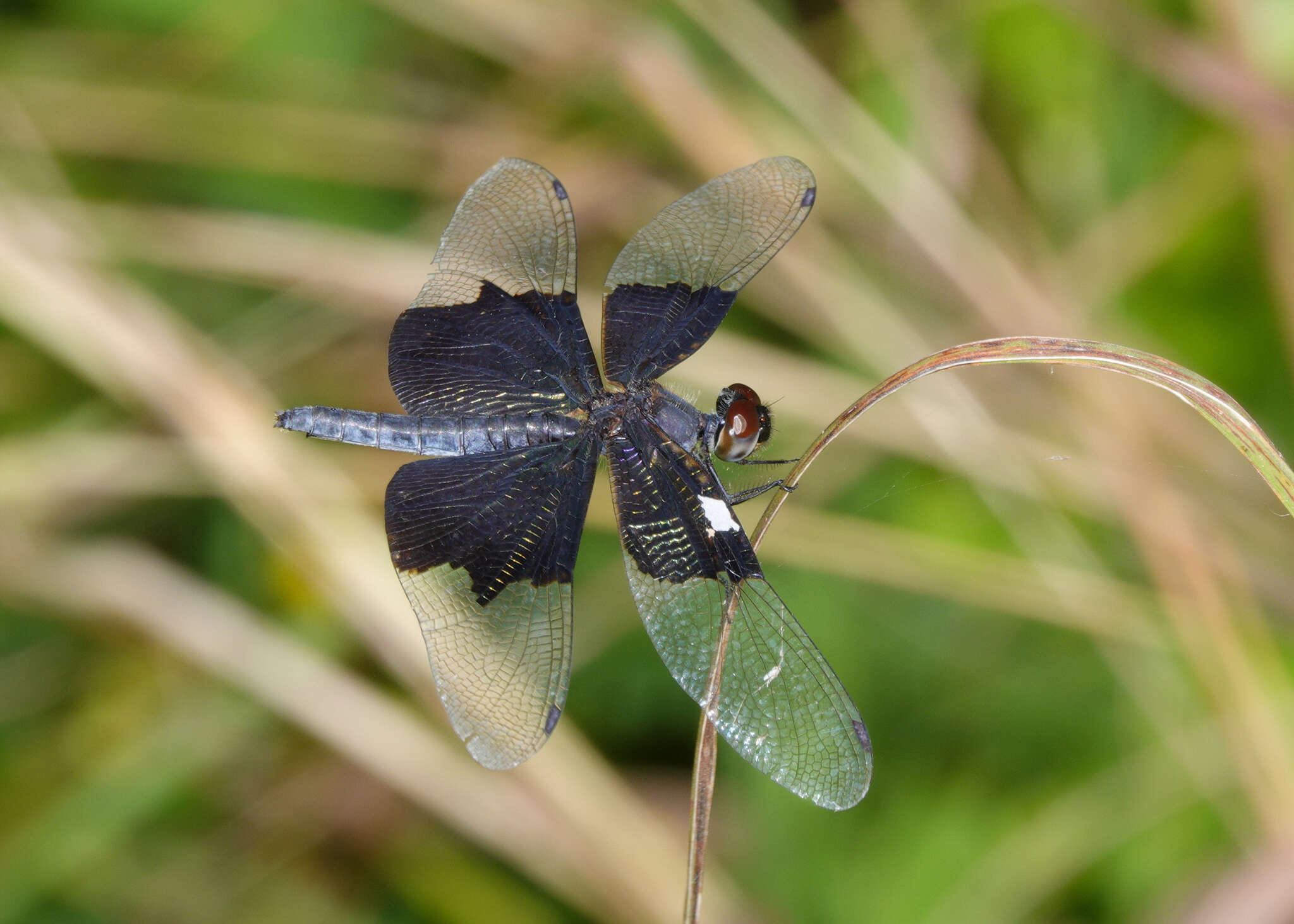 Image of Rhyothemis braganza Karsch 1890