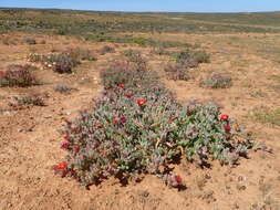 Image of Malephora purpureocrocea (Haw.) Schwant.