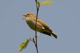 Image of Chinese Leaf Warbler