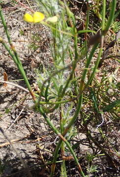 Image of Rhynchosia capensis (Burm. fil.) Schinz