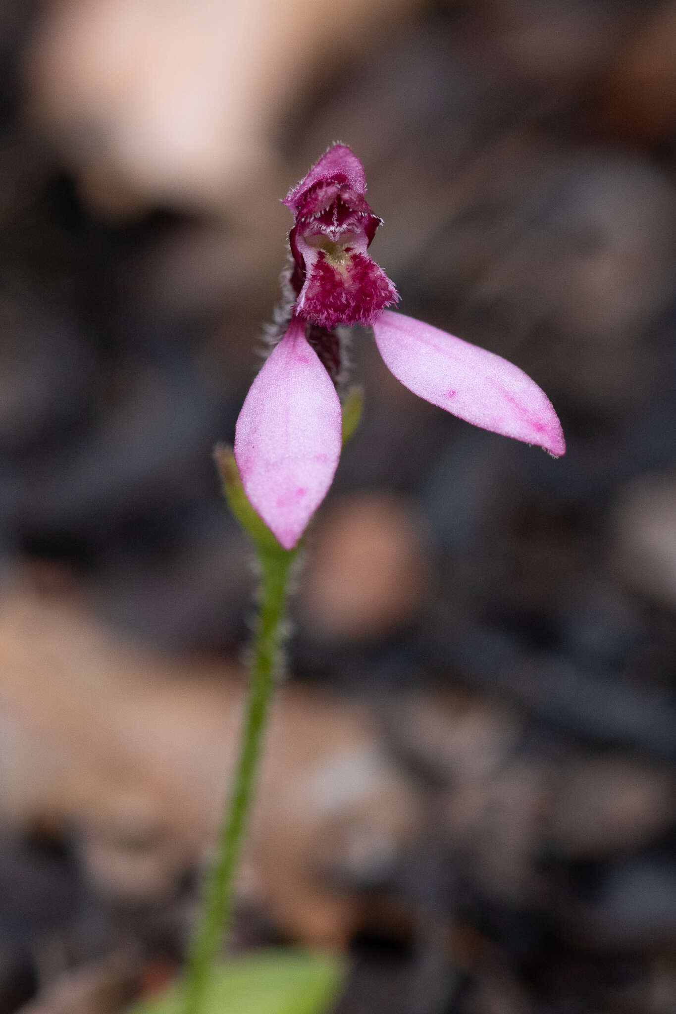 Image of Eriochilus scaber Lindl.