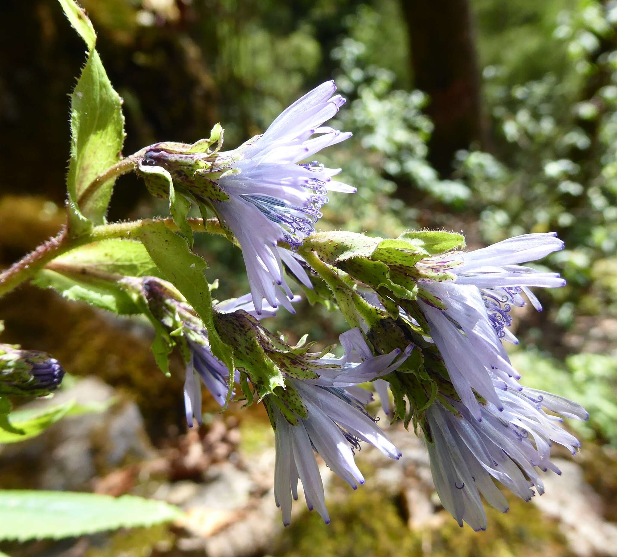 Image of Melanoseris bracteata (Hook. fil. & Thomson ex C. B. Cl.) N. Kilian