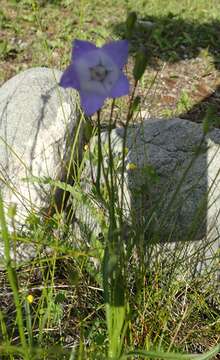 Imagem de Campanula alaskana (A. Gray) W. Wight ex J. P. Anderson