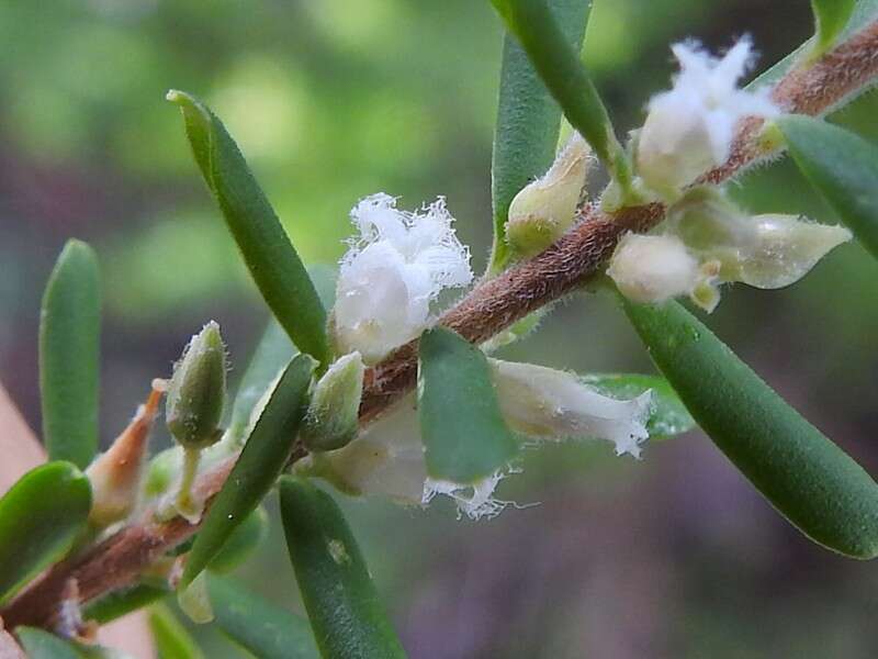 Image of Leucopogon margarodes R. Br.