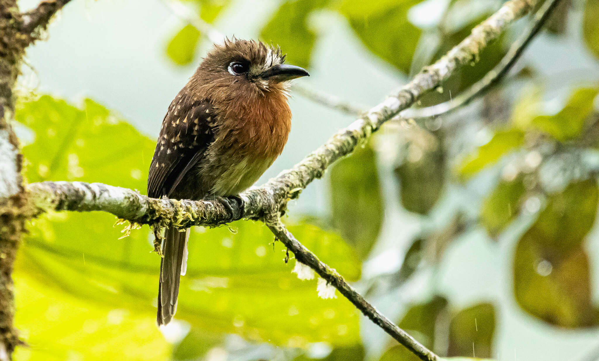 Image of Moustached Puffbird