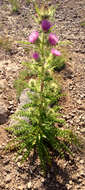 Imagem de Cirsium eatonii var. peckii (L. F. Henderson) D. J. Keil