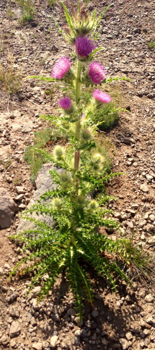 Imagem de Cirsium eatonii var. peckii (L. F. Henderson) D. J. Keil