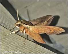 Image of Vine hawk moth