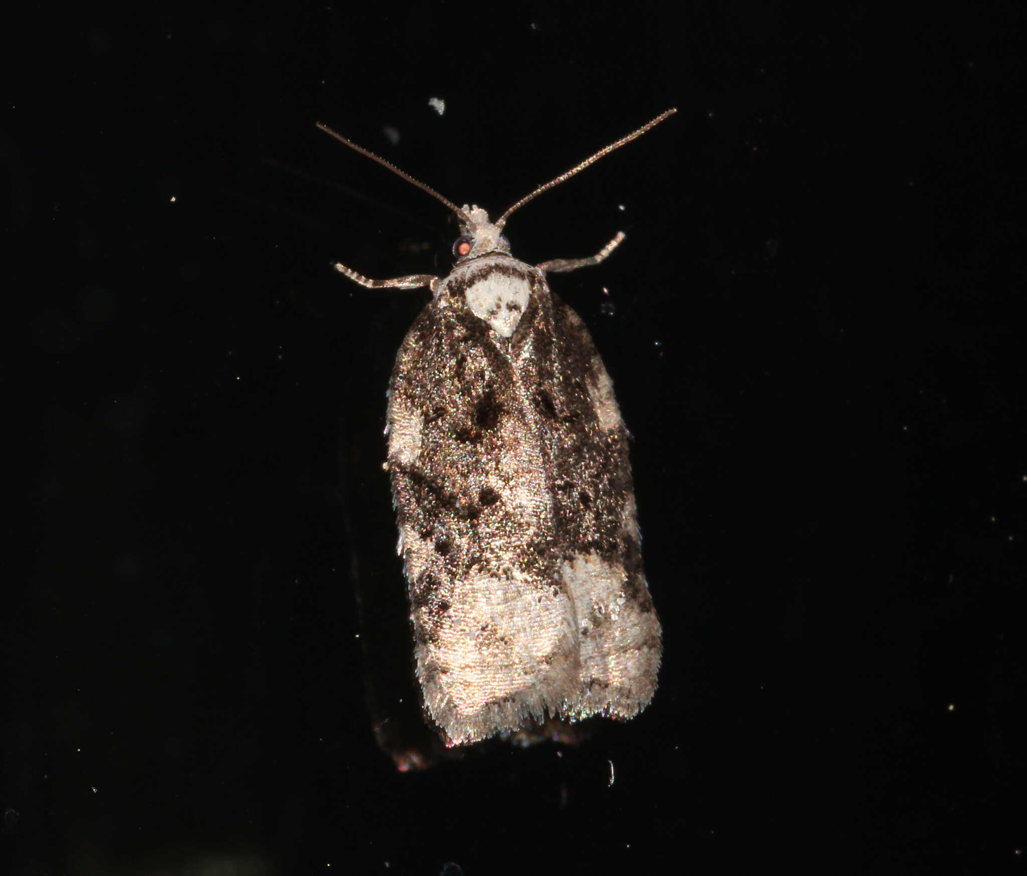 Image of Acleris clarkei Obraztsov 1963