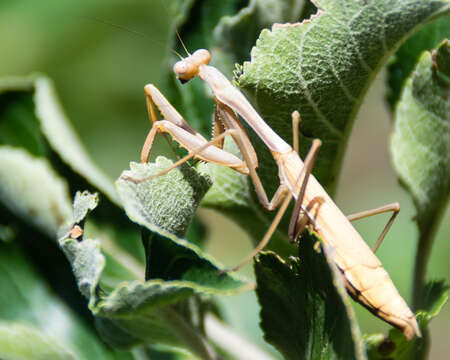 Image of Pseudomantis