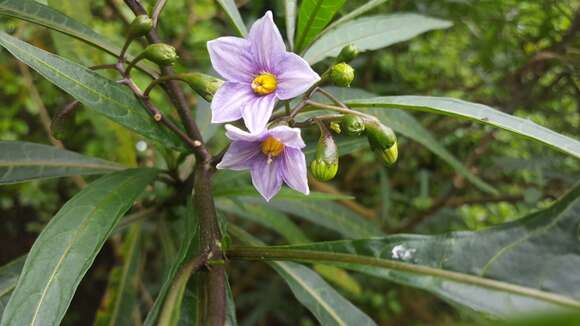 Image of Kangaroo Apple