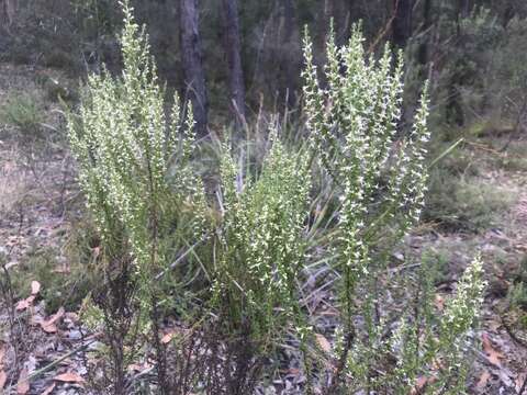 Olearia ramulosa (Labill.) Benth. resmi