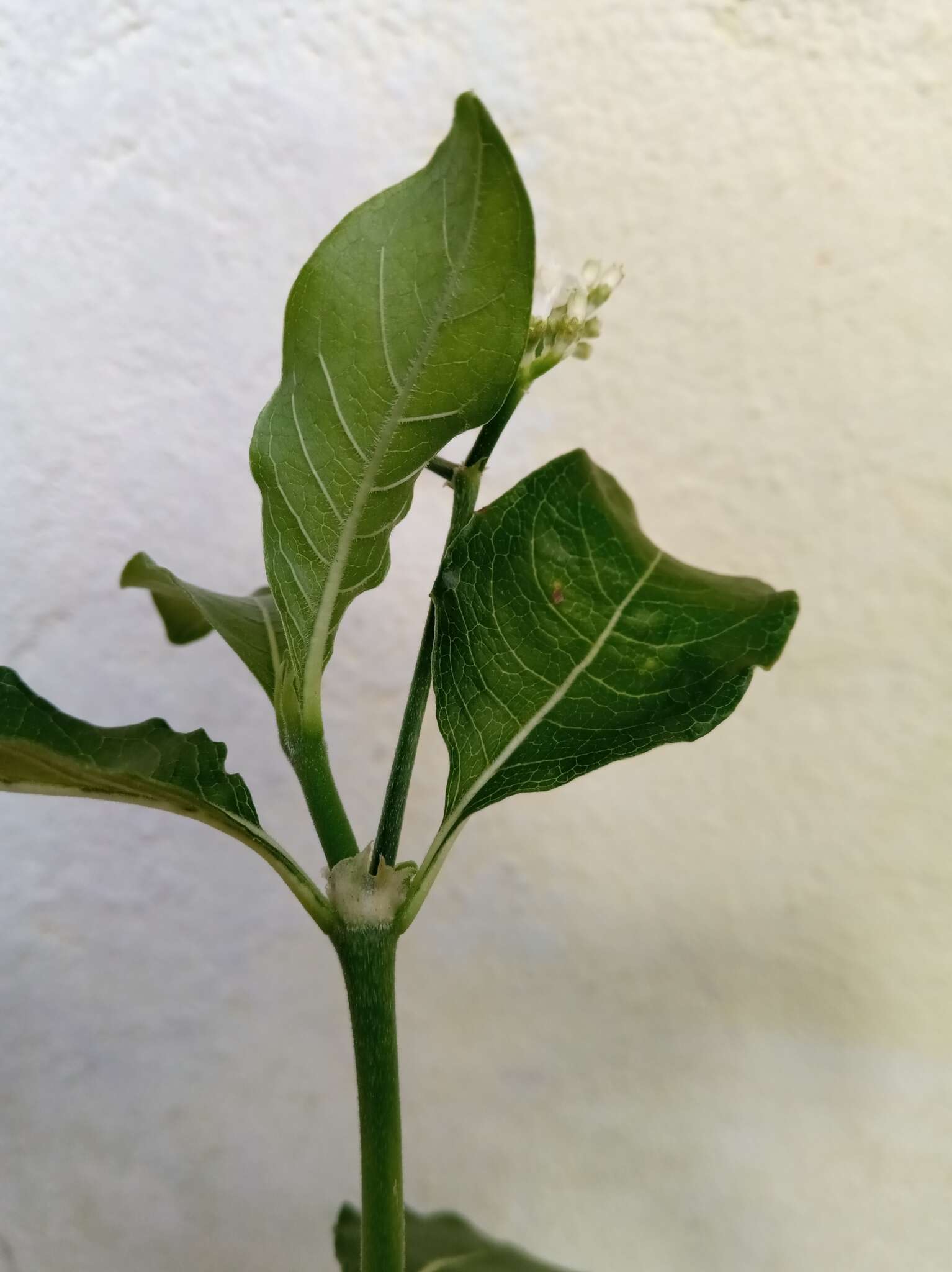 Image of Psychotria puffii Razafim. & B. Bremer