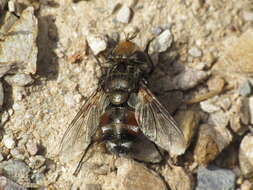 Image of Gonia ornata Meigen 1826