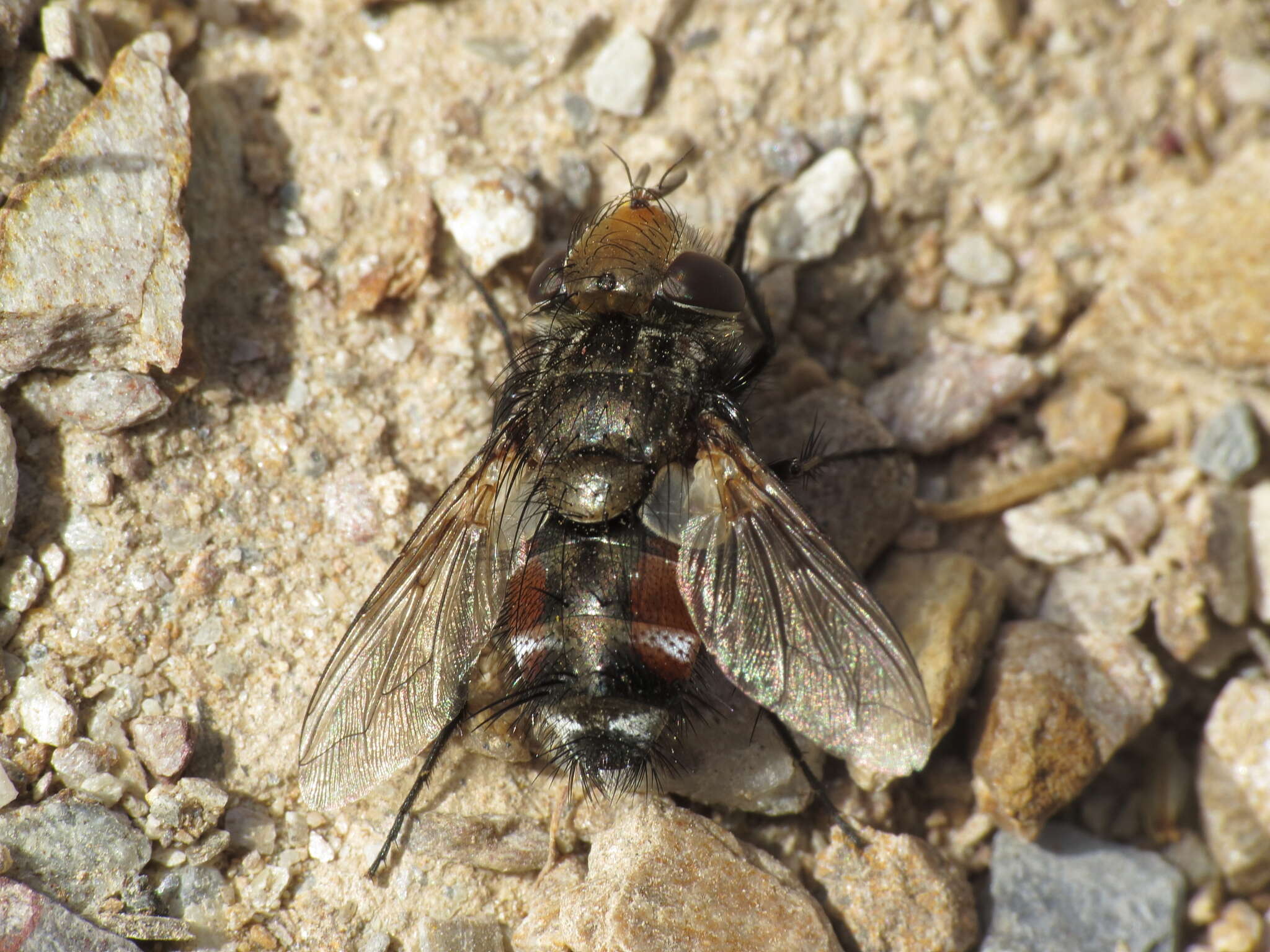 Image of Gonia ornata Meigen 1826