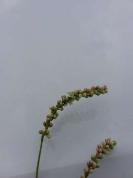 Plancia ëd Persicaria careyi (Olney) Greene