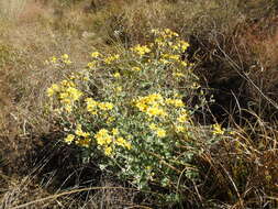 Image of Cineraria austrotransvaalensis G. V. Cron