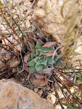 Image of Patagonia Mountain leatherpetal