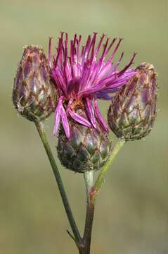 Image of Centaurea scabiosa subsp. apiculata (Ledeb.) A. D. Mikheev