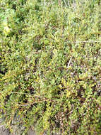 Image of Samolus repens var. repens