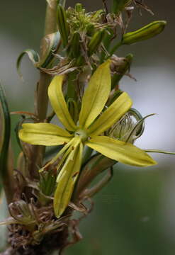 Image of Asphodeline lutea (L.) Rchb.