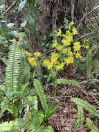 Image of terrestrial cowhorn orchid