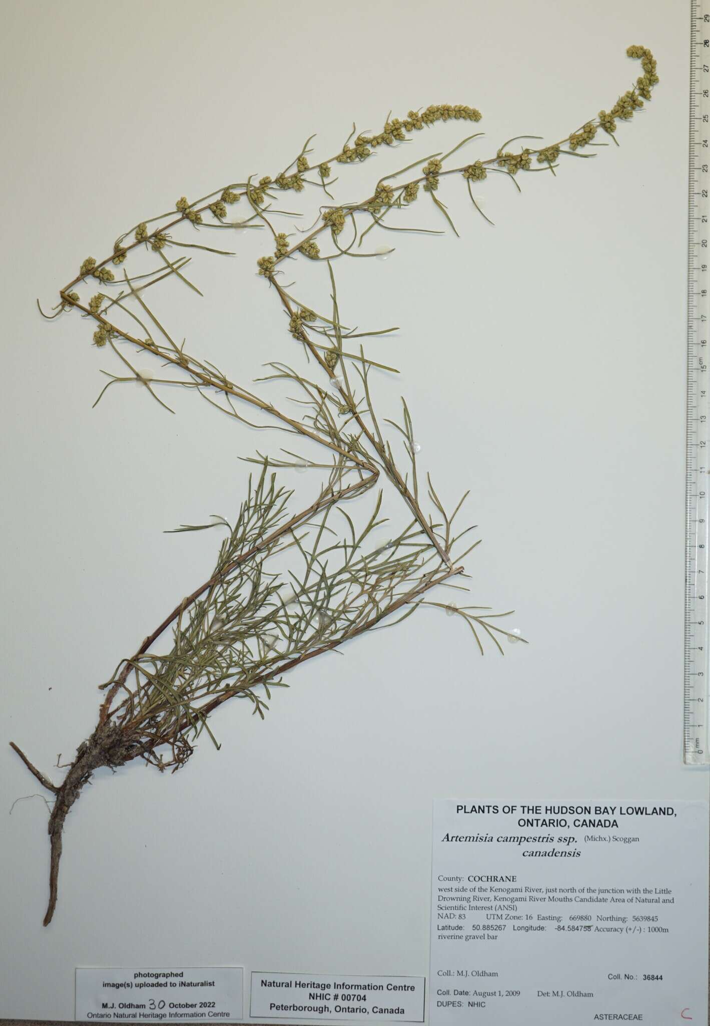 Image of Artemisia campestris subsp. canadensis (Michx.) Scoggan