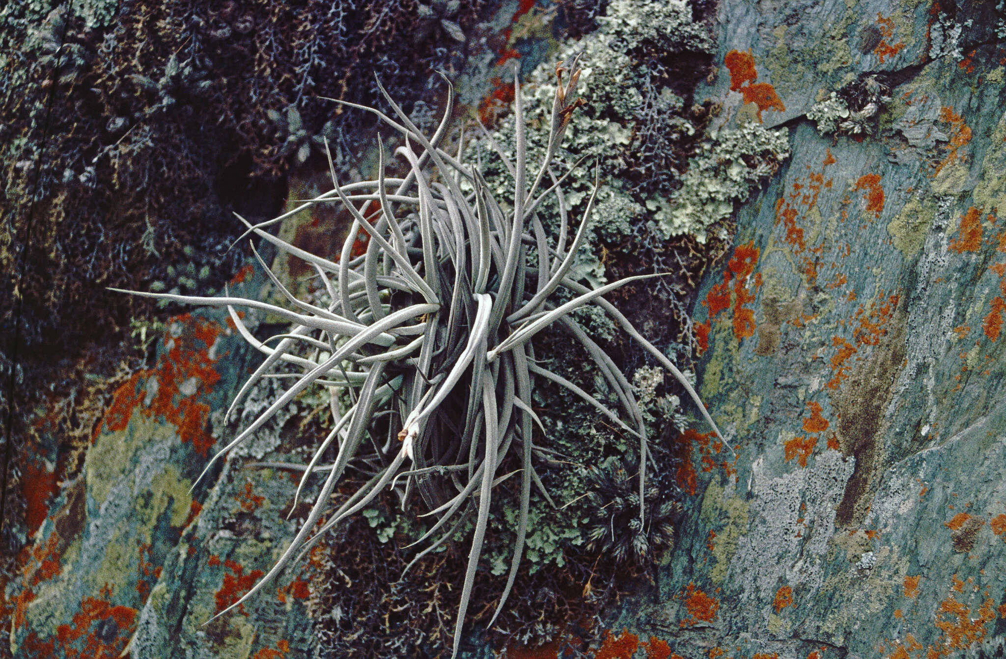 Imagem de Tillandsia caliginosa W. Till