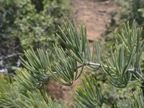 Image of Asparagus crassicladus Jessop