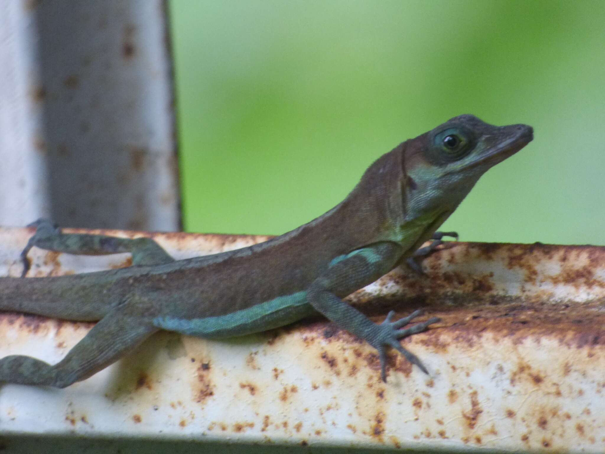 Imagem de Anolis richardii Duméril & Bibron 1837