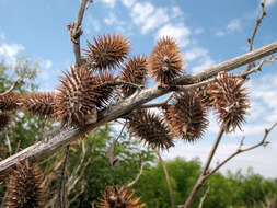 Image of Xanthium orientale subsp. riparium (Celak.) Greuter