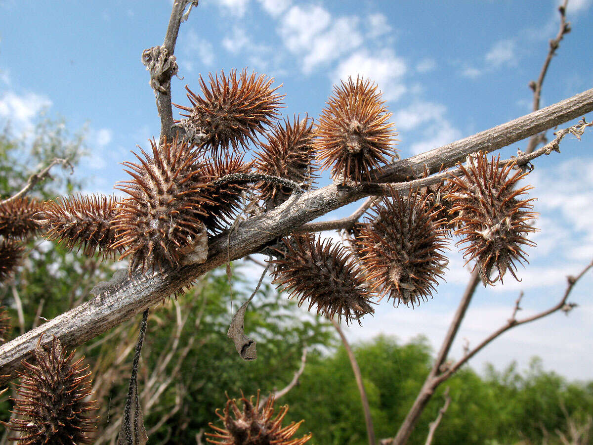 Image of Xanthium orientale subsp. riparium (Celak.) Greuter