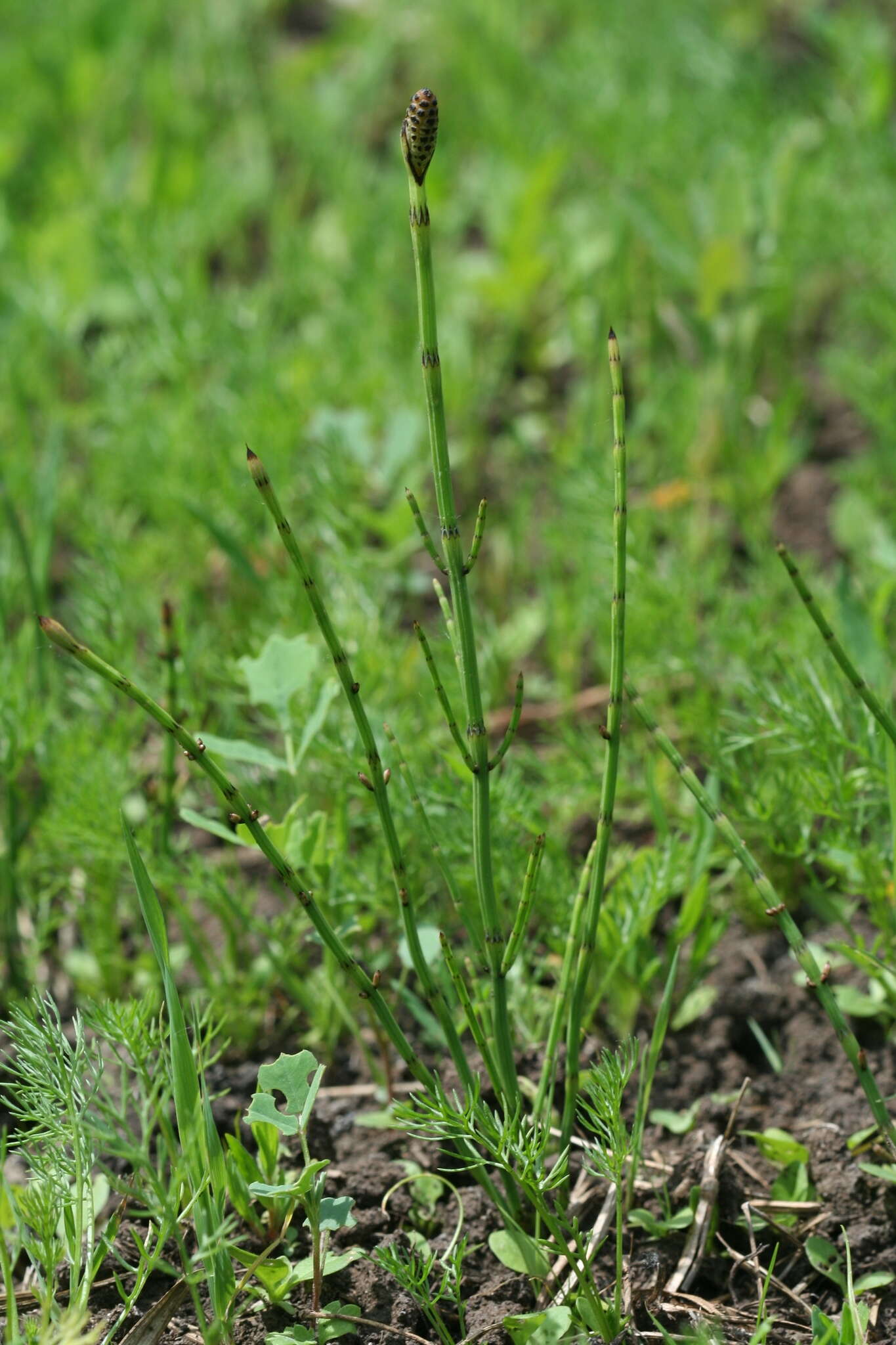 Image of Marsh Horsetail