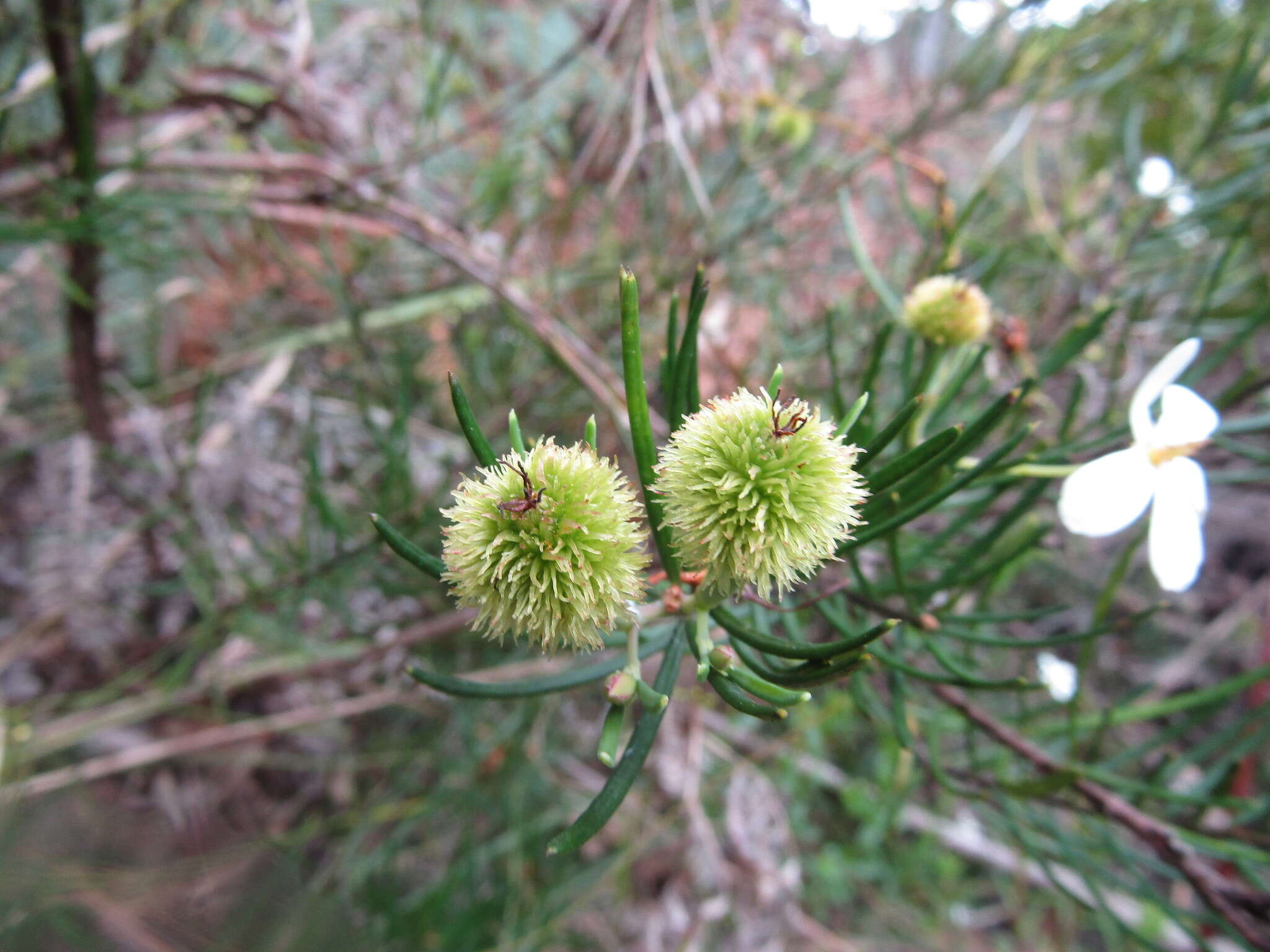 Image of Ricinocarpos pinifolius Desf.