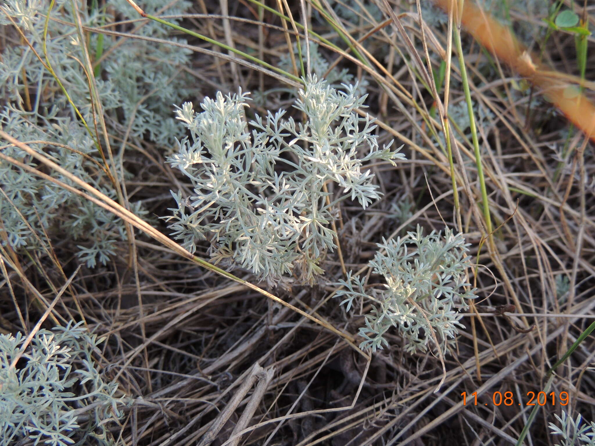 Слика од Artemisia austriaca Jacq.