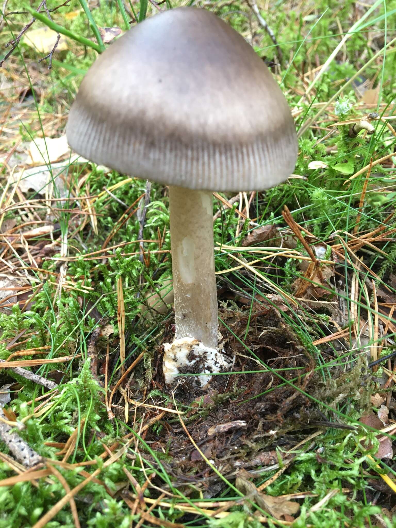 Image of Umber-zoned ringless amanita