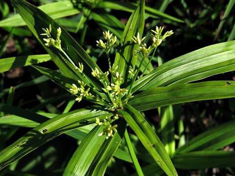 Image of Cyperus albostriatus Schrad.